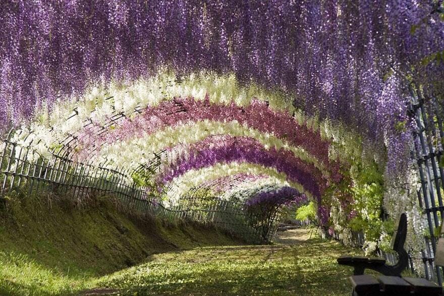 Kawachi Fuji Garden, Japonia (fot. epicdash.com)