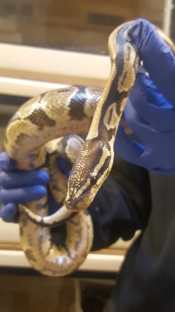 Wąż znaleziony w mieszkaniu w Warszawie 