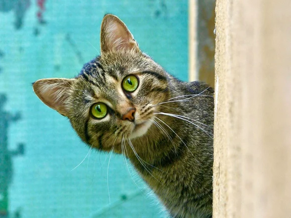 Miniatura: QUIZ z wiedzy ogólnej o kotach. Już...