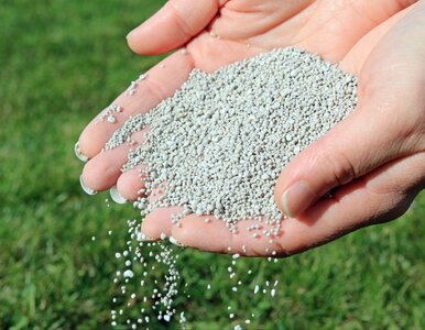 Miniatura: Posyp trawnik tym białym proszkiem w...