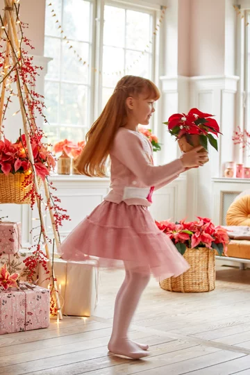 Poinsecja znana także jako gwiazda betlejemska 