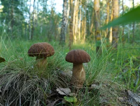 Miniatura: Pierwszy wiosenny wysyp grzybów za nami....