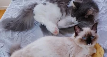 Zamiast owoców - słodki kotek 