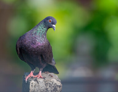 Miniatura: Kraków walczy z „latającymi szczurami”....
