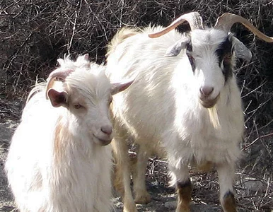 Miniatura: Walentynki w zoo. "Można przytulać się do...