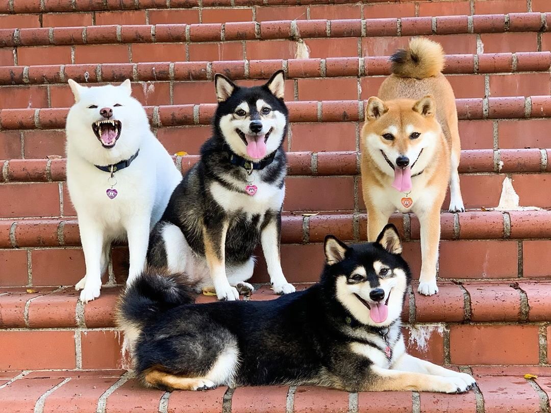 Kikko, Sasha, Momo, Hina 