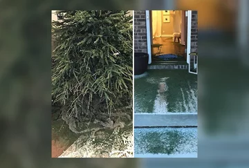 To zdjęcie z pewnością polubią zwolennicy sztucznych choinek 