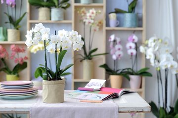 Storczyki Phalaenopsis