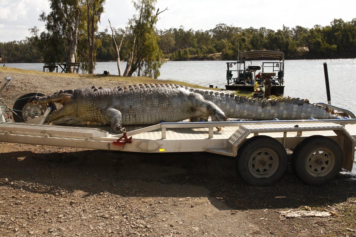 Zabity krokodyl z Australii 