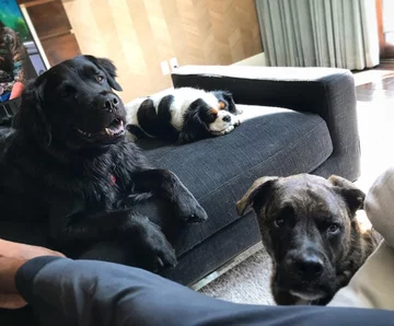 Lucy, Leo i Bear 