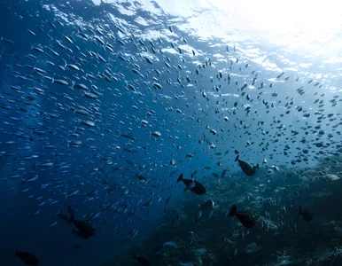 Miniatura: Pod oceanem są żyły złota? Pobrano próbki...