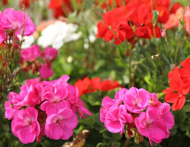 Miniatura: QUIZ. Rozpoznasz te rośliny? Jeśli...