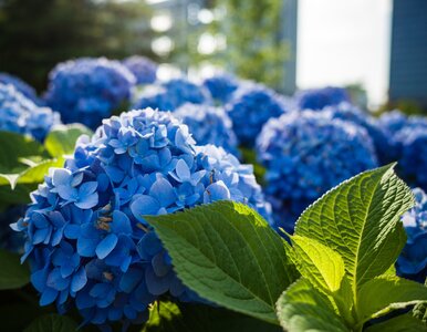 Miniatura: Kup w aptece, rozpuść w wodzie i podlej....