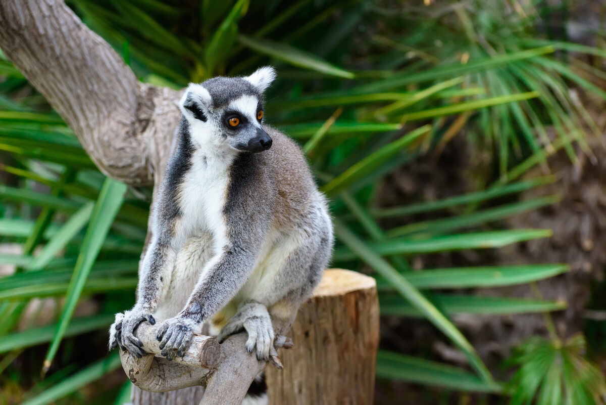 Madagaskar Czwarta co do wielkości wyspa świata jest niekwestionowaną krainą lemurów. Gorący punkt różnorodności biologicznej. Wyspę zamieszkuje około 100 gatunków zwierząt.