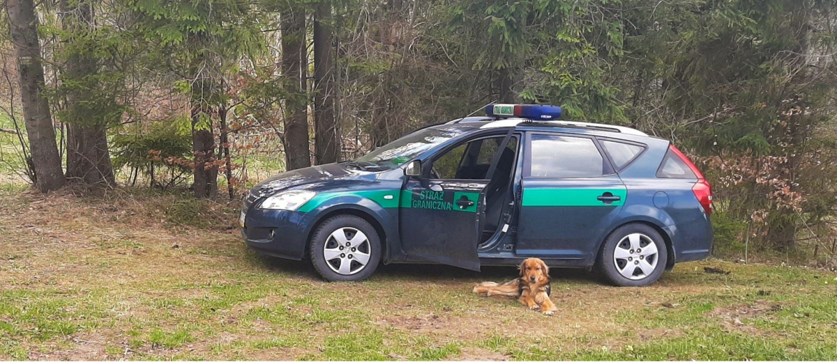 Pies, który patroluje polsko-słowacką granicę 
