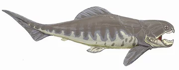 Dunkleosteus terrelli 