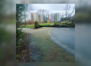 Zniszczenia dokonane przez orkan Frederike 