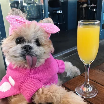 Pies Marnie 