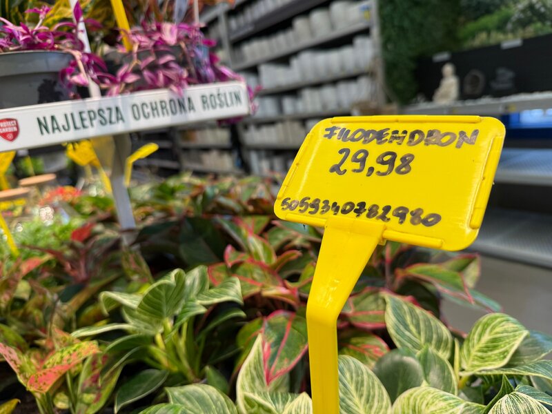 Philodendron &lsquo;Birkin&rsquo; w&nbsp;Castoramie kosztuje teraz tylko 29,98 zł, a&nbsp;będziesz się nim cieszyła przez długie lata