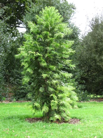 Wolemia szlachetna – pokrój okazu rosnącego w Kew Gardens 