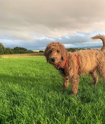 Pies rasy labradoodle 