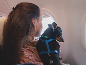 Miniatura: Rusza pierwsza linia lotnicza dla psów....