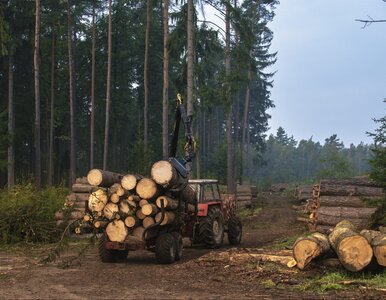 Miniatura: Burmistrz Łeby w szoku po wycince 4...