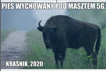 Kraśnik wolny od 5G. Memy 