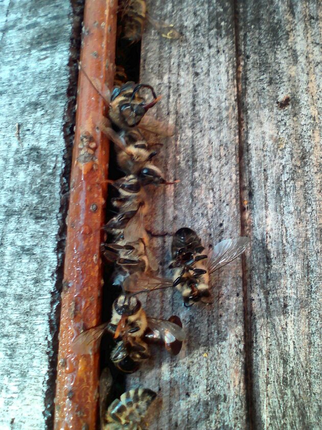 Zatrute pszczoły 