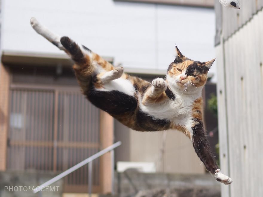 Koty w obiektywie Hisakaty Hiroyukiego 