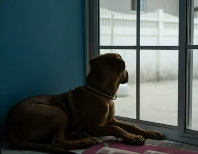 Miniatura: Jak długo pies może być sam? Lekarka...