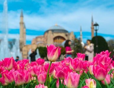 Miniatura: Tutaj zobaczysz teraz morze tulipanów....