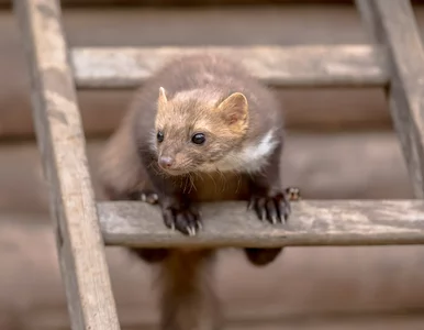 Miniatura: Jak się pozbyć kuny domowej? Skuteczne...