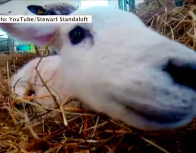 Miniatura: Hit na Youtube: Jagniątka i  szaleństwa na...