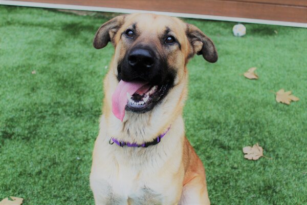 Miniatura: Suczka adoptowała pięć kociąt