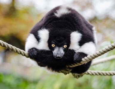 Miniatura: Wrocławskie zoo ma nowych mieszkańców. To...