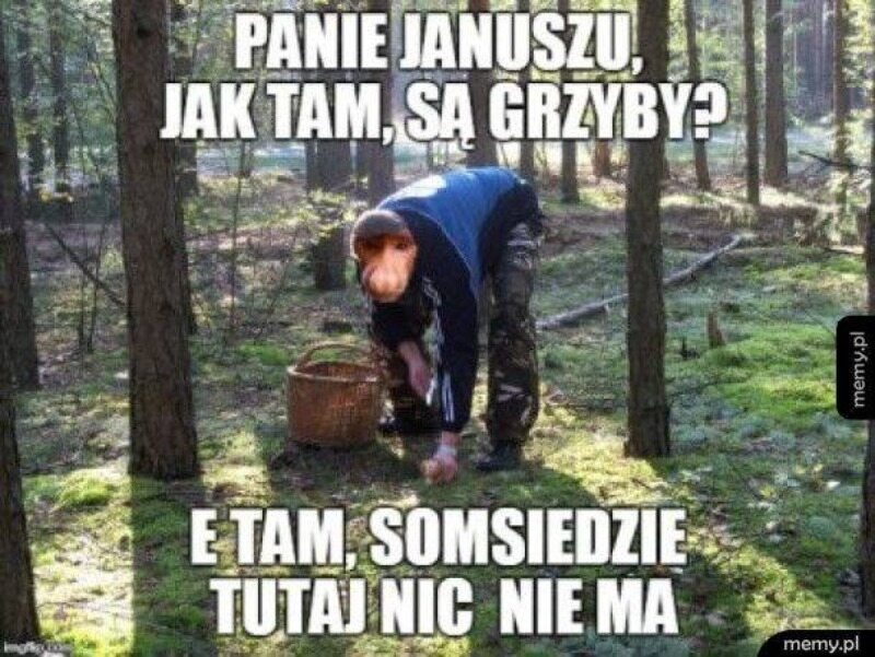 Memy o grzybobraniu 