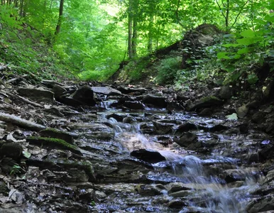 Miniatura: Przyrodnicy chcą nowego parku narodowego....