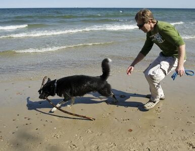 Miniatura: Gdynia otwiera... plażę dla psów