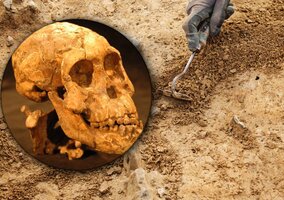 Miniatura: Kim był prawdziwy przodek człowieka?...