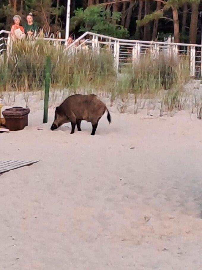 Dzik kontra człowiek na polskiej plaży Zwierzę uciekło z reklamówką jedzenia Podróże Wprost