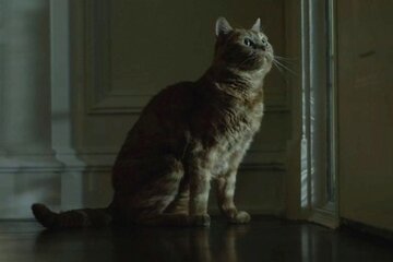 Zaginiona dziewczyna / Gone Girl (2014)