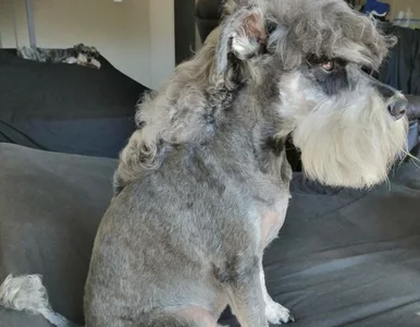 Miniatura: Psy ostrzyżono na „czeskiego piłkarza"....