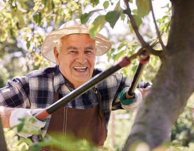 Miniatura: Ostatni dzwonek na sierpniowe cięcie...