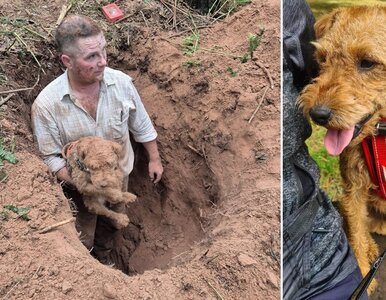 Miniatura: Pies utknął dwa metry pod ziemią, jego...