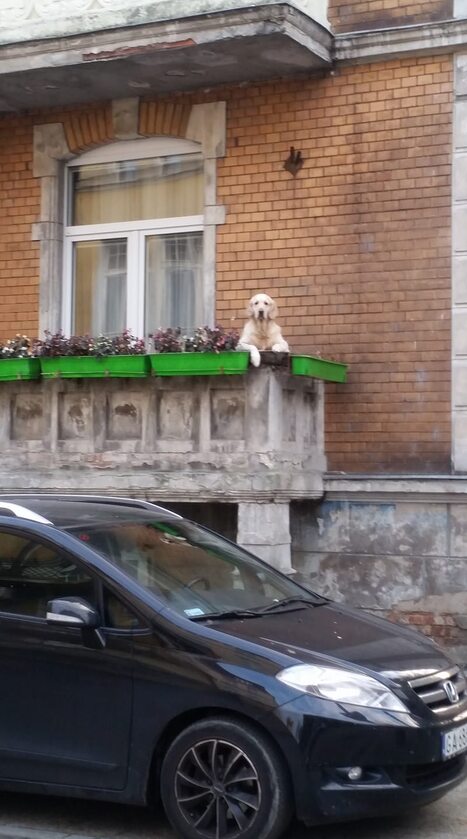 Zdjęcie z profilu Pjes z balkonu na rogu Politechnicznej i Bohaterów Getta Warszawskiego 