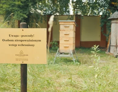 Miniatura: Pszczoły na dachach biurowców i galerii....