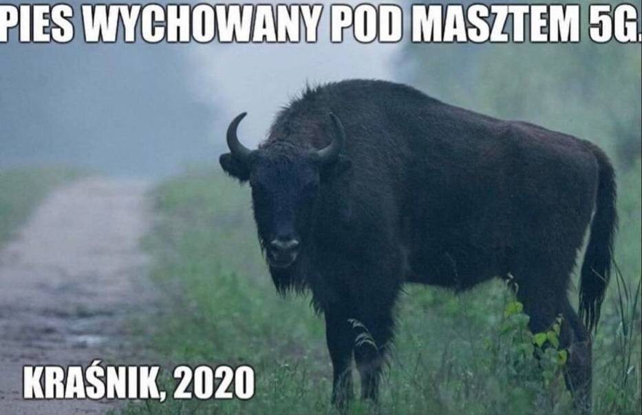 Mem o Kraśniku 