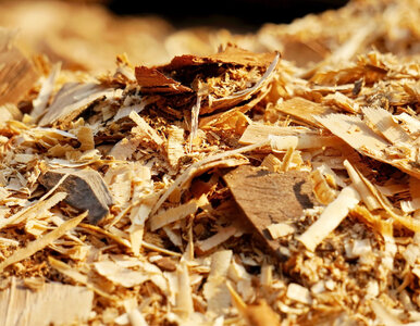 Miniatura: Nie pal gałęzi po cięciu drzew. Ogrodnicy...