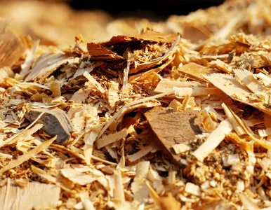 Miniatura: Nie pal gałęzi po cięciu drzew. Ogrodnicy...